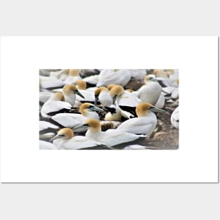 A colony of Gannets Posters and Art